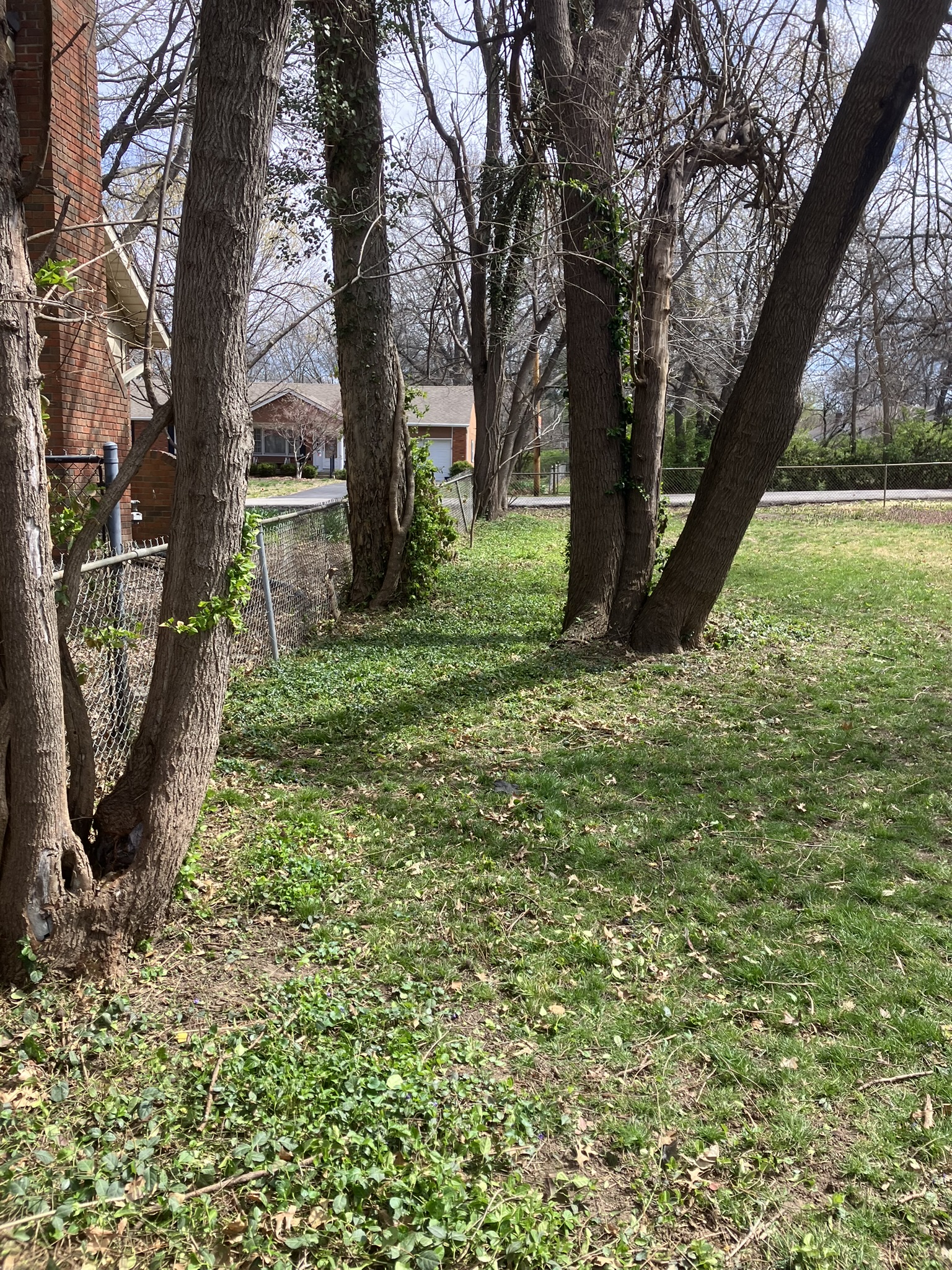 Backyard overgrowth after clearing