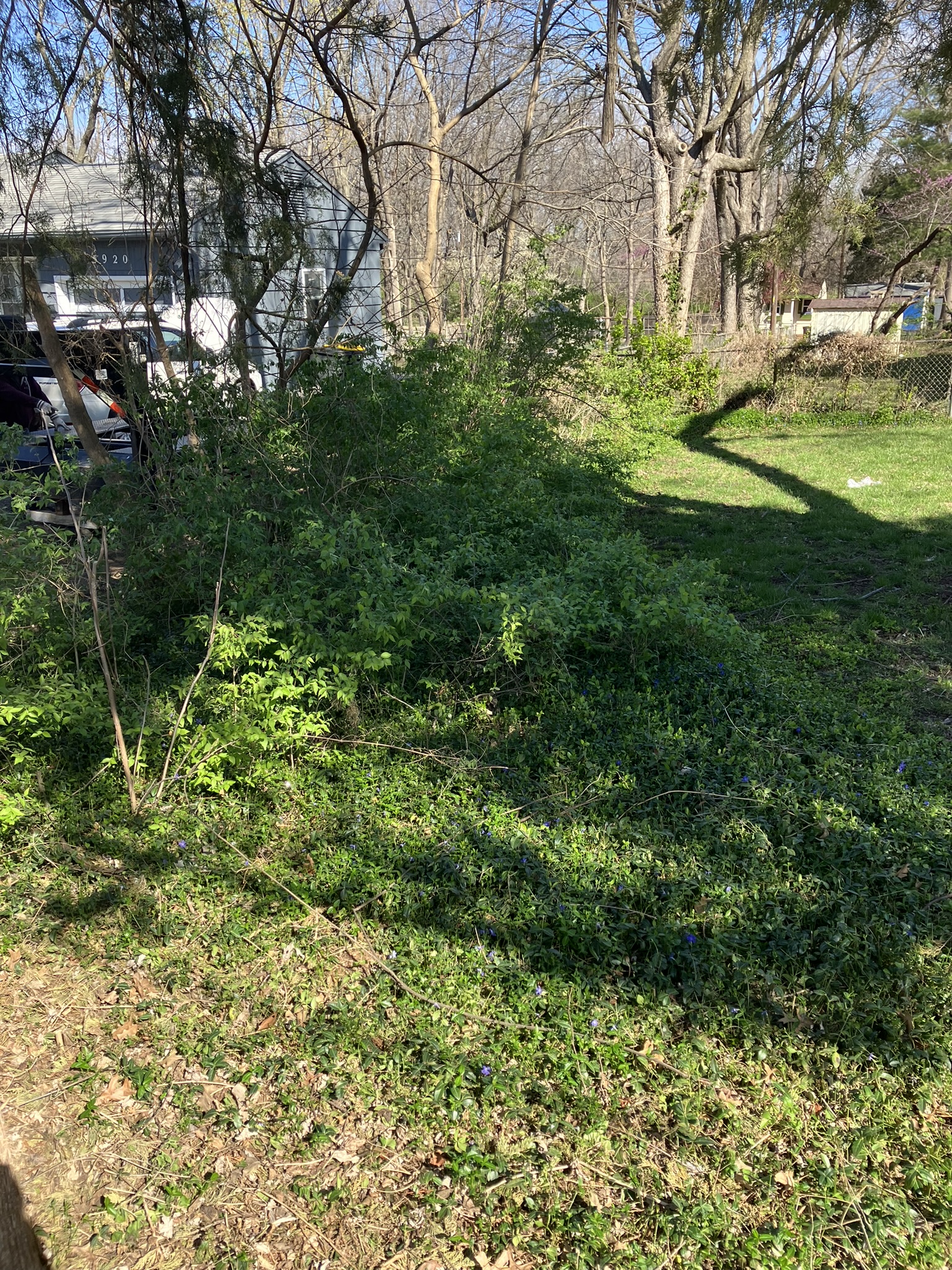 Backyard overgrown and neglected before cleanup