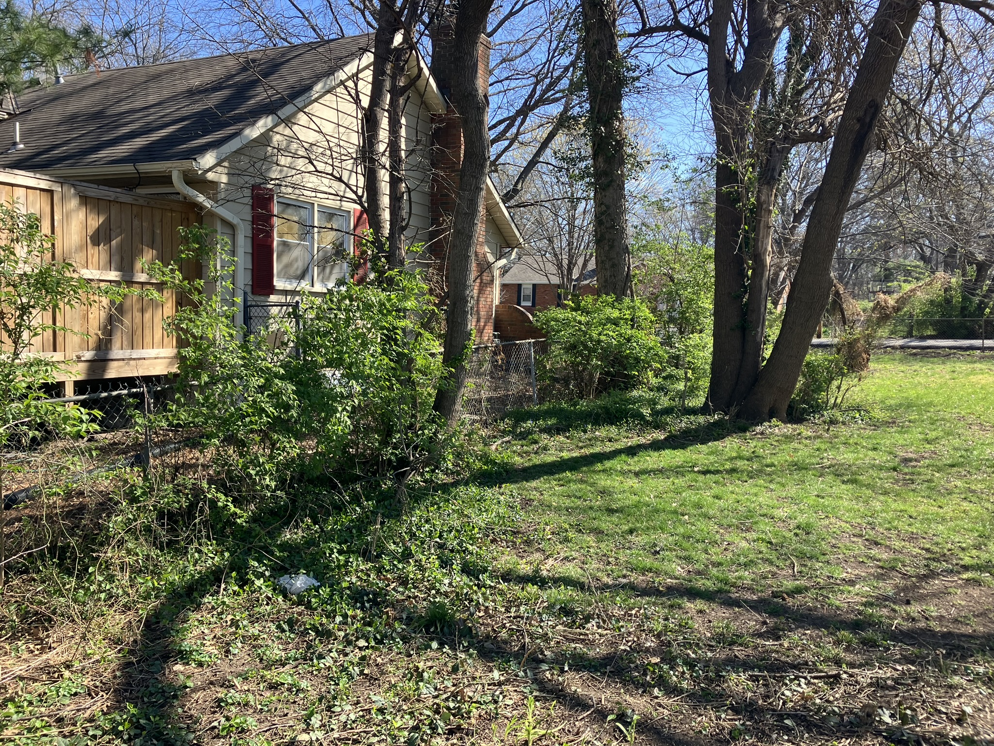 Backyard overgrowth before clearing