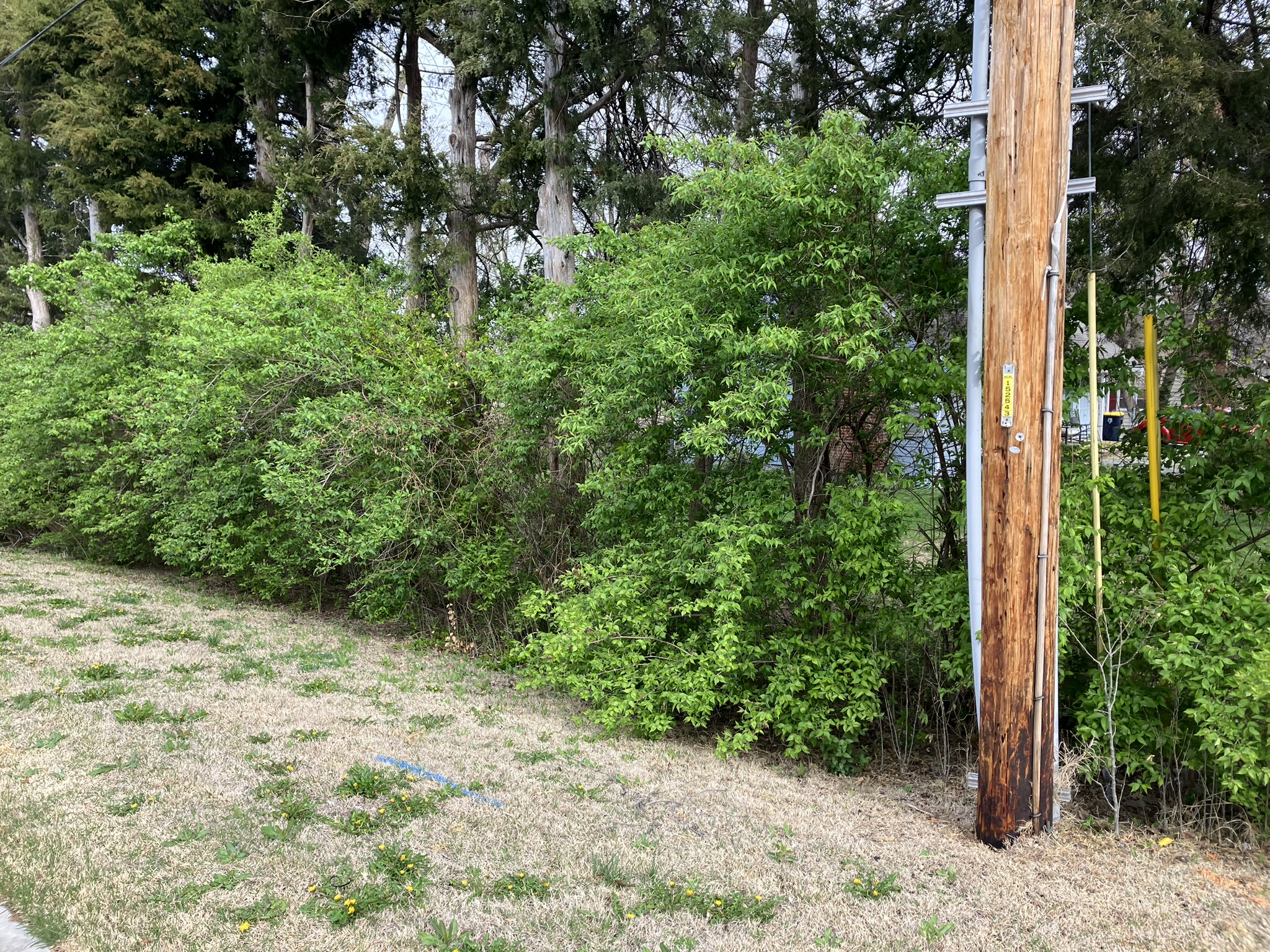 Fenceline overgrown with brush before clearing