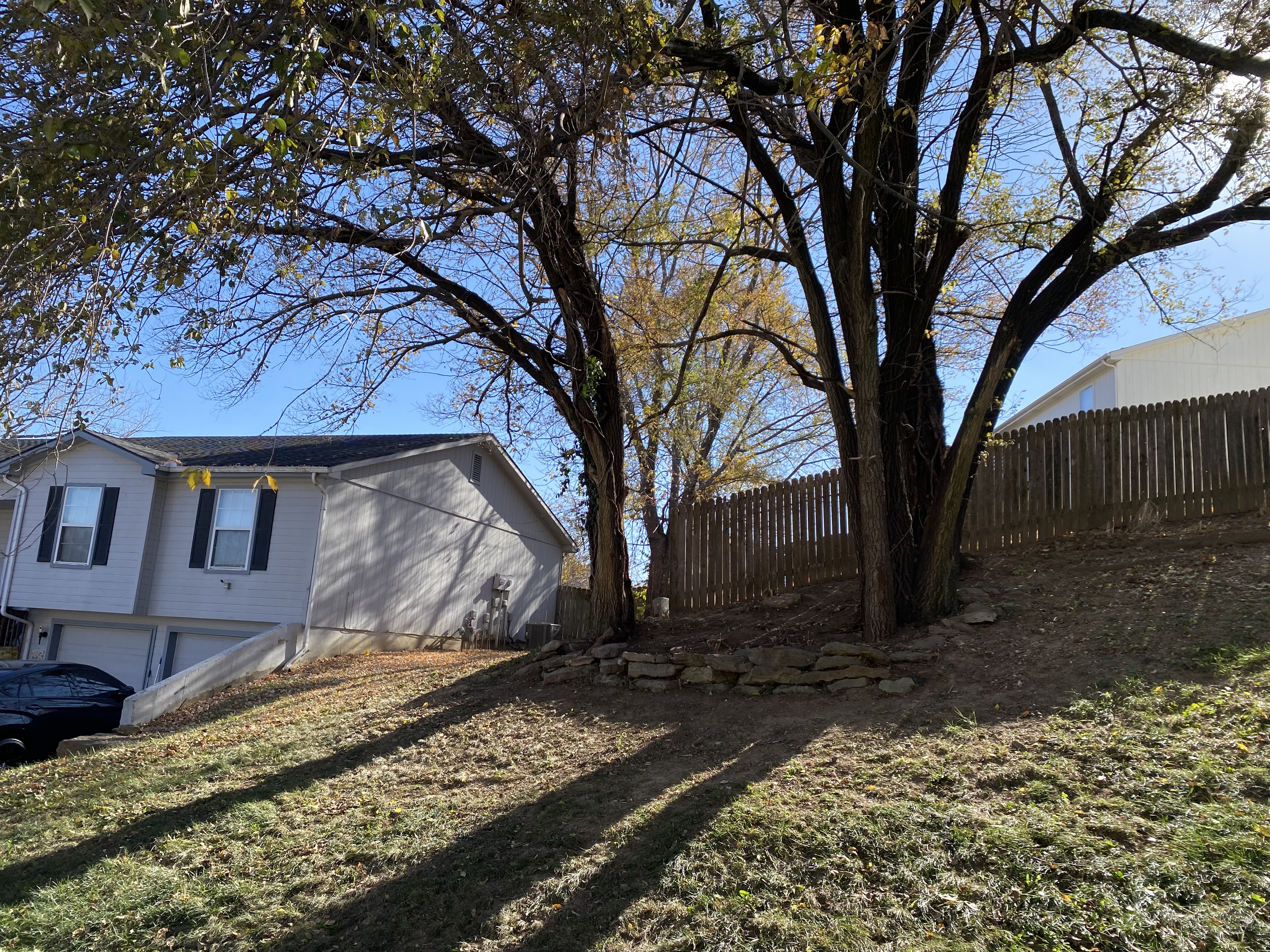 Tree line after brush cutting