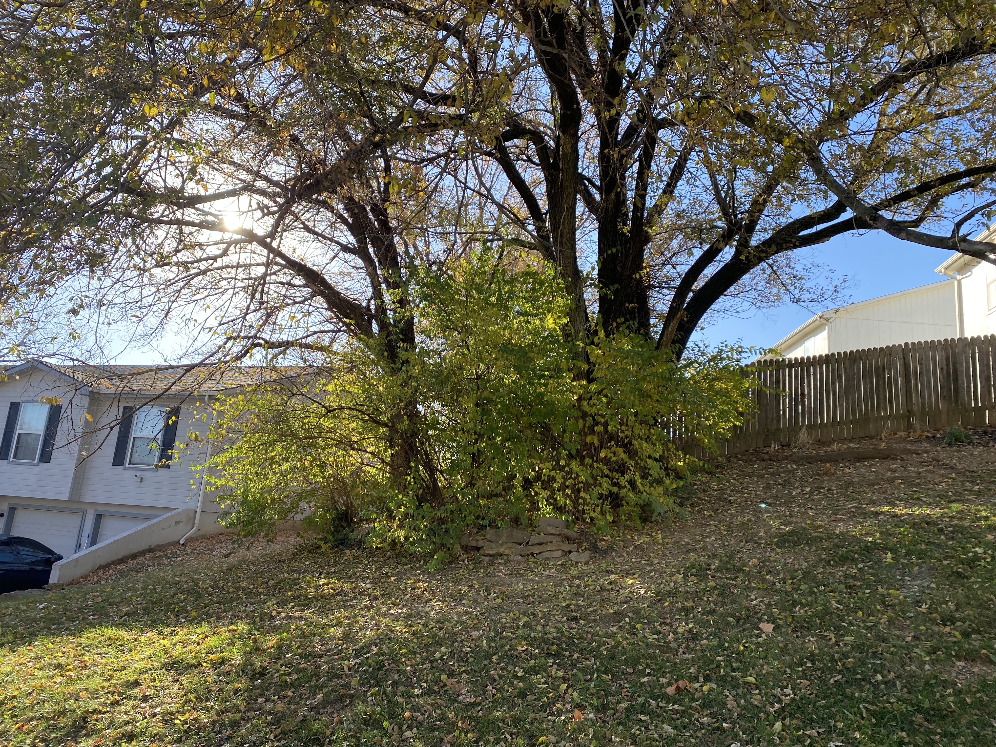 Tree line before brush cutting