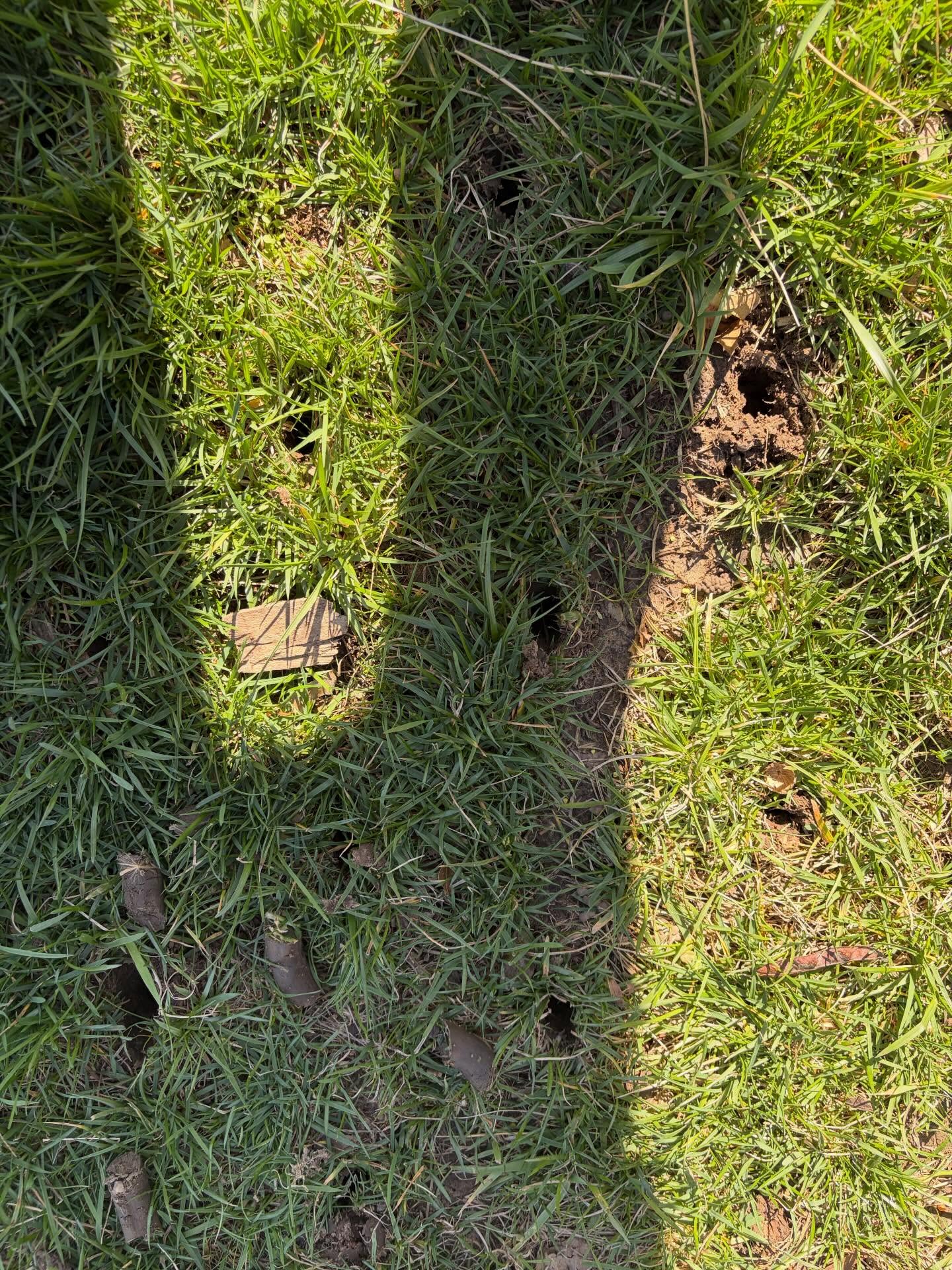 Close-up of lawn aeration holes in turf