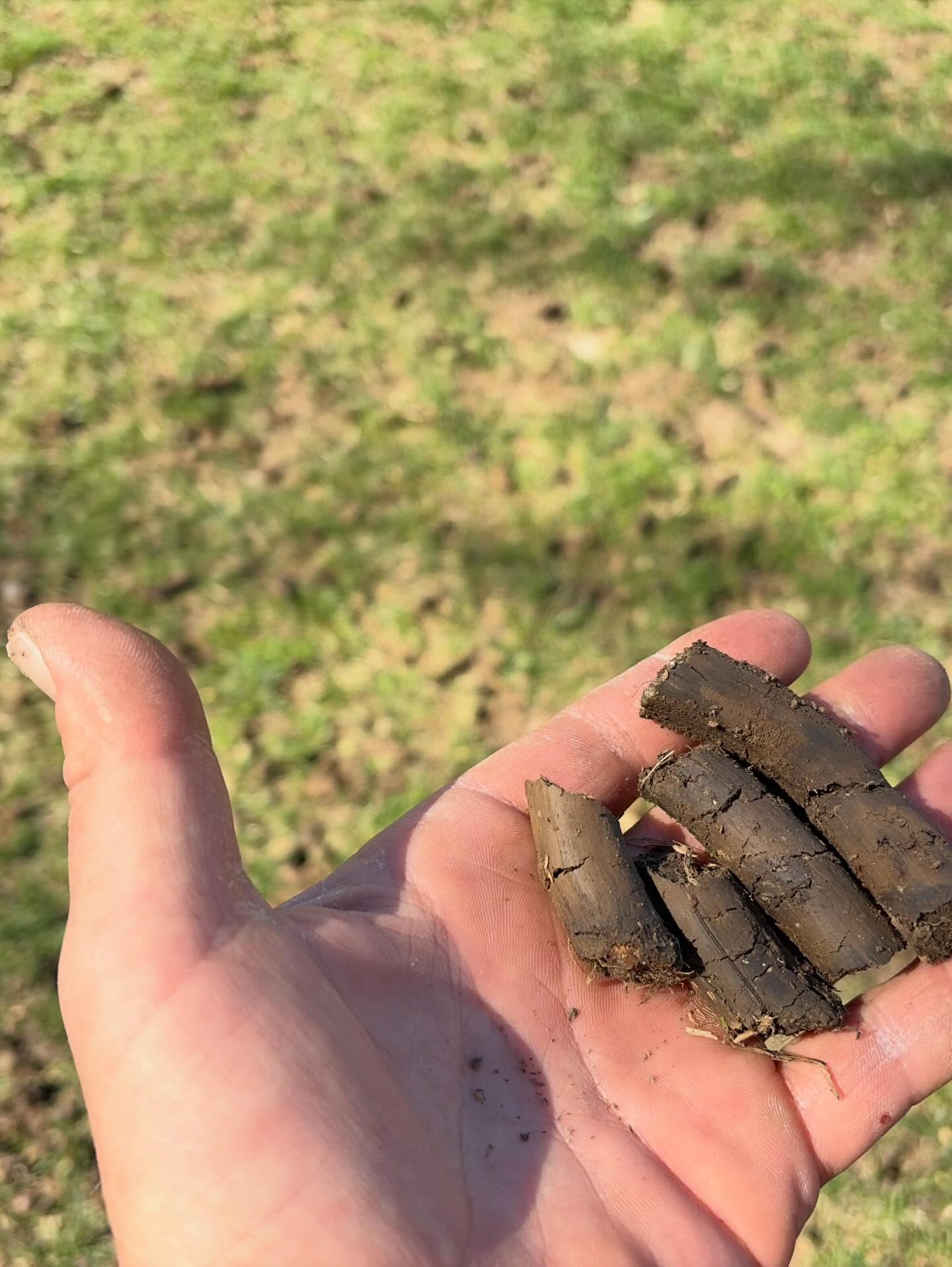 Hand holding soil plugs removed during lawn aeration